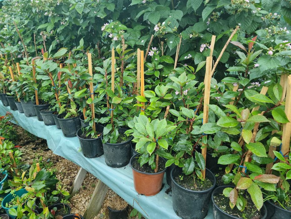 Vand Photinia Red Robin-gard viu deosebit vas de 3-5 litrii anul 4