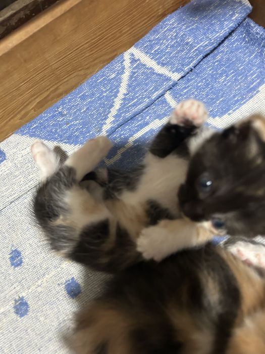 Котята ищут дом и любящих хозяев