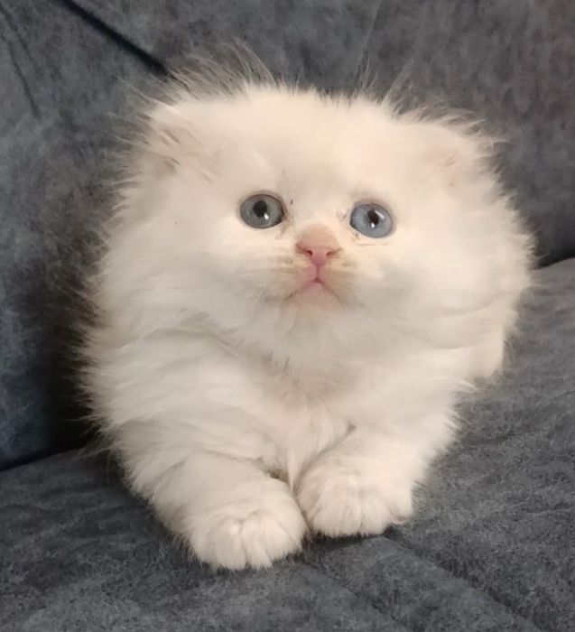 Красивые котята Страйт и Фолд