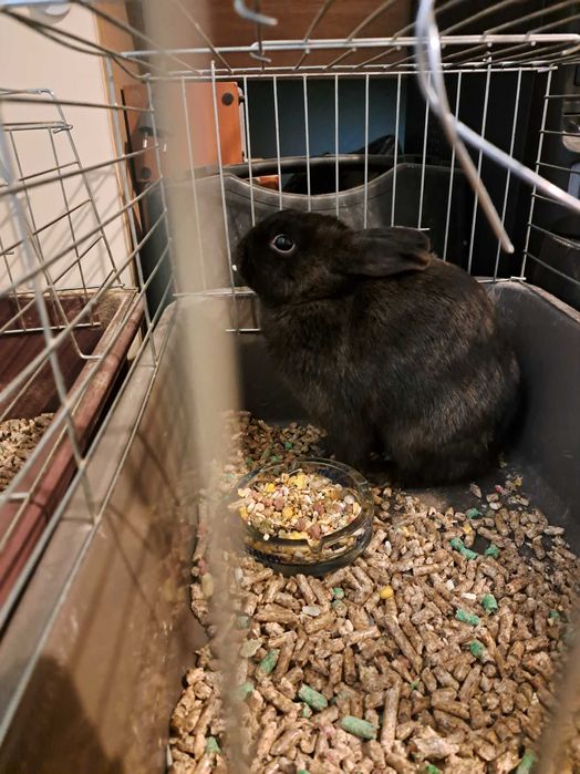 Подарявам женско и мъжко мини зайчета