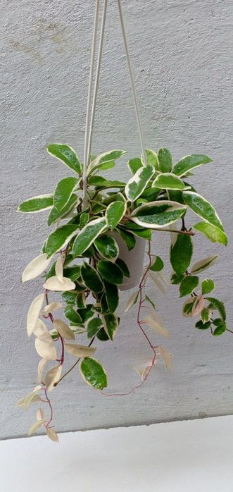 Хойя ‘Krimson Queen’ (или ‘Tricolor’). Экзотический сорт хойи.