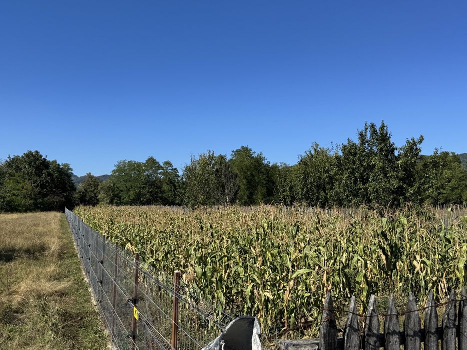 Teren intravilan de vanzare