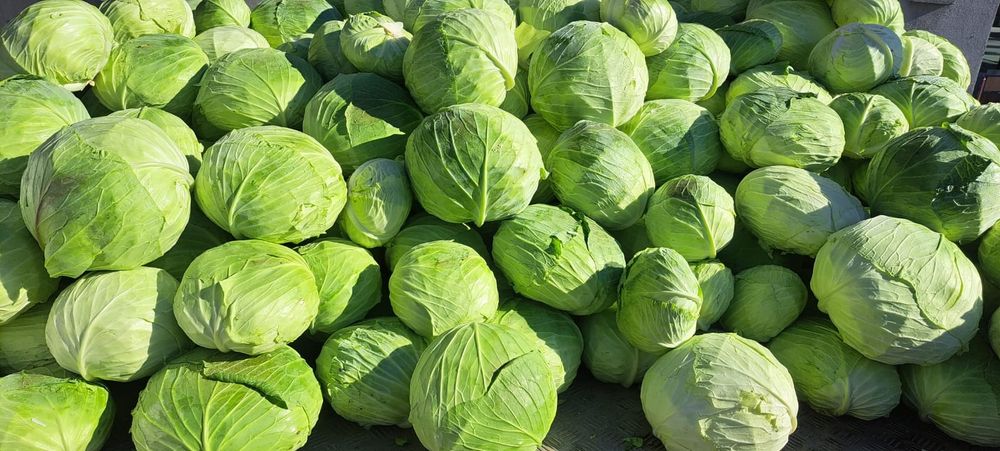 Varza de tomna ( Beverly Hills)