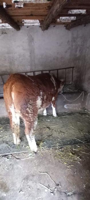 Vitica Zimaltan de 600kg