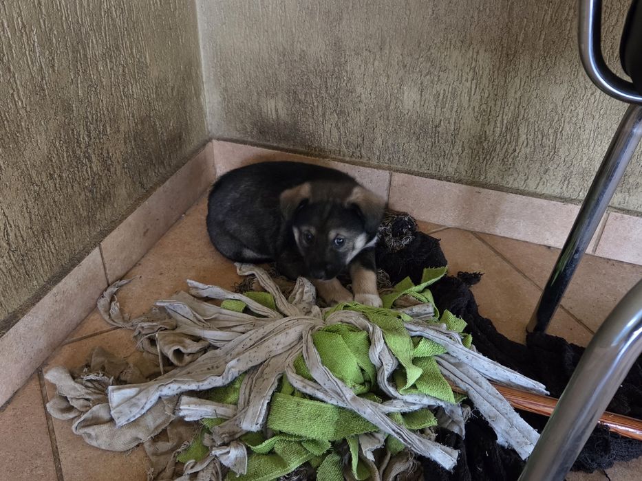 Câini în căutare de stăpân.