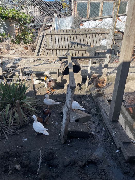 Rațe mandarine 2025