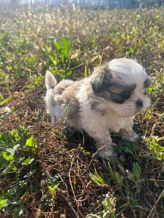 Pui Shih Tzu 5 saptamani