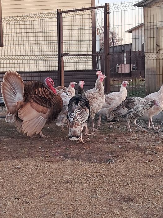 Продам индюков. Күрке тауық сатамын.