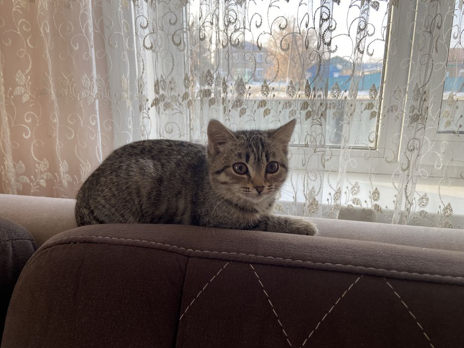 Отдам кошку в хорошие руки !