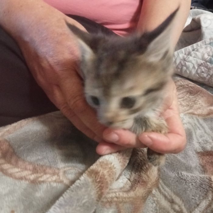 Кота в хорошии руки