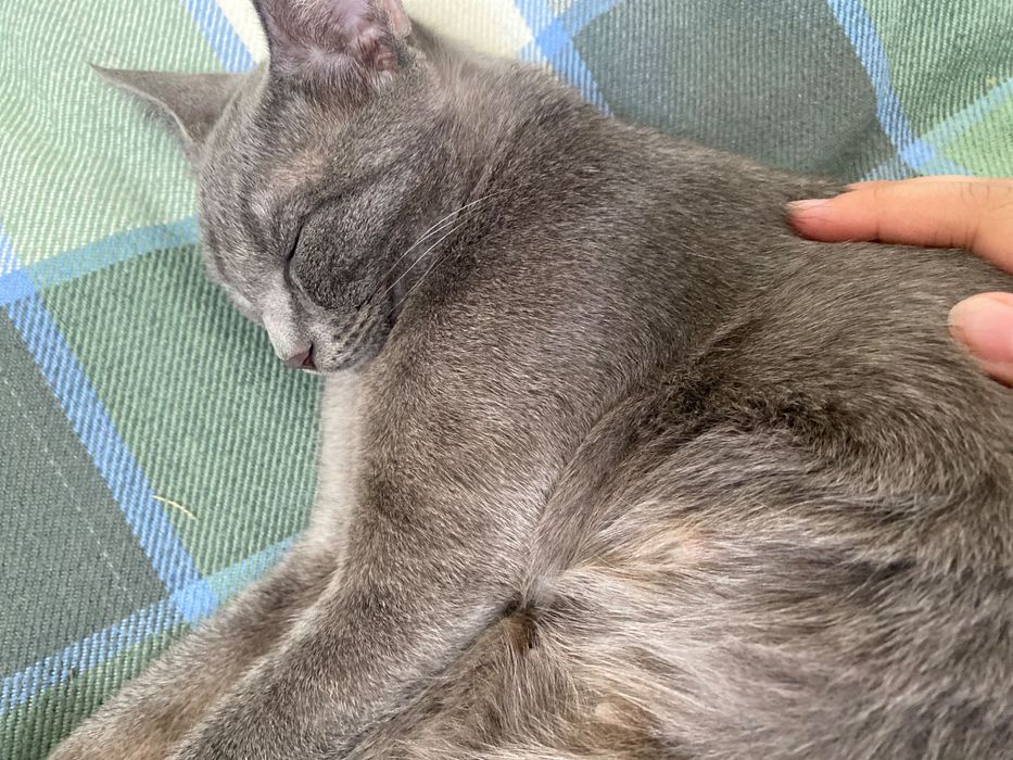 потерялась кошка