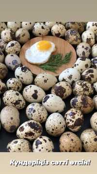Свежее Яйца перепелок