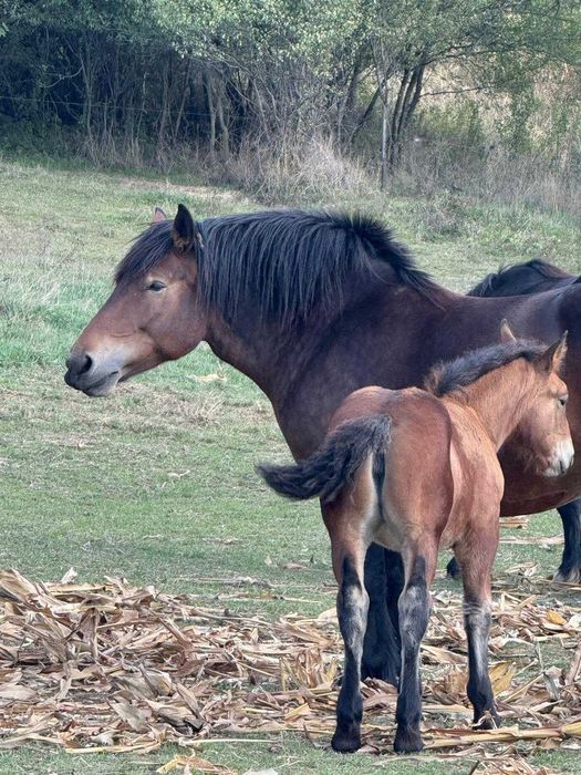 Iapă murgă gestantă, de vânzare împreună cu mânza