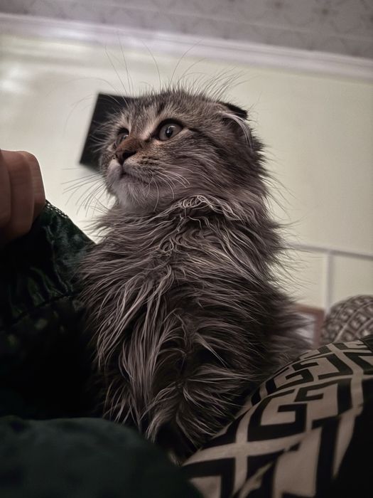 Продаётся пародисти котёнок