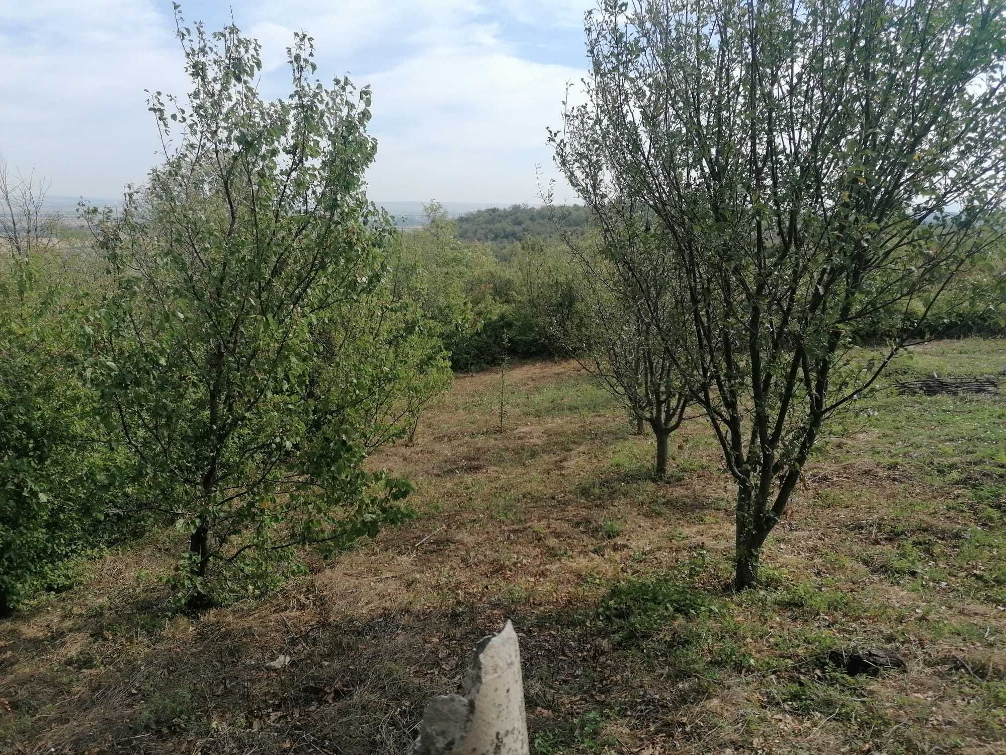 Вила местността Драката, Търговище