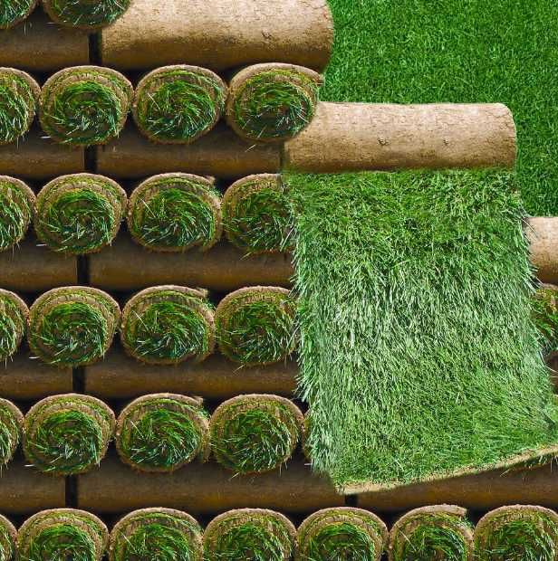 Gazon Rulou Sport / Premium