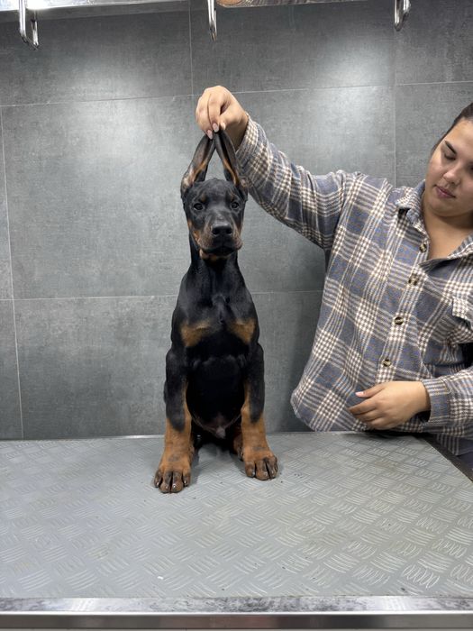 Кобели Добермана!!! Системы Фци Скк!!!