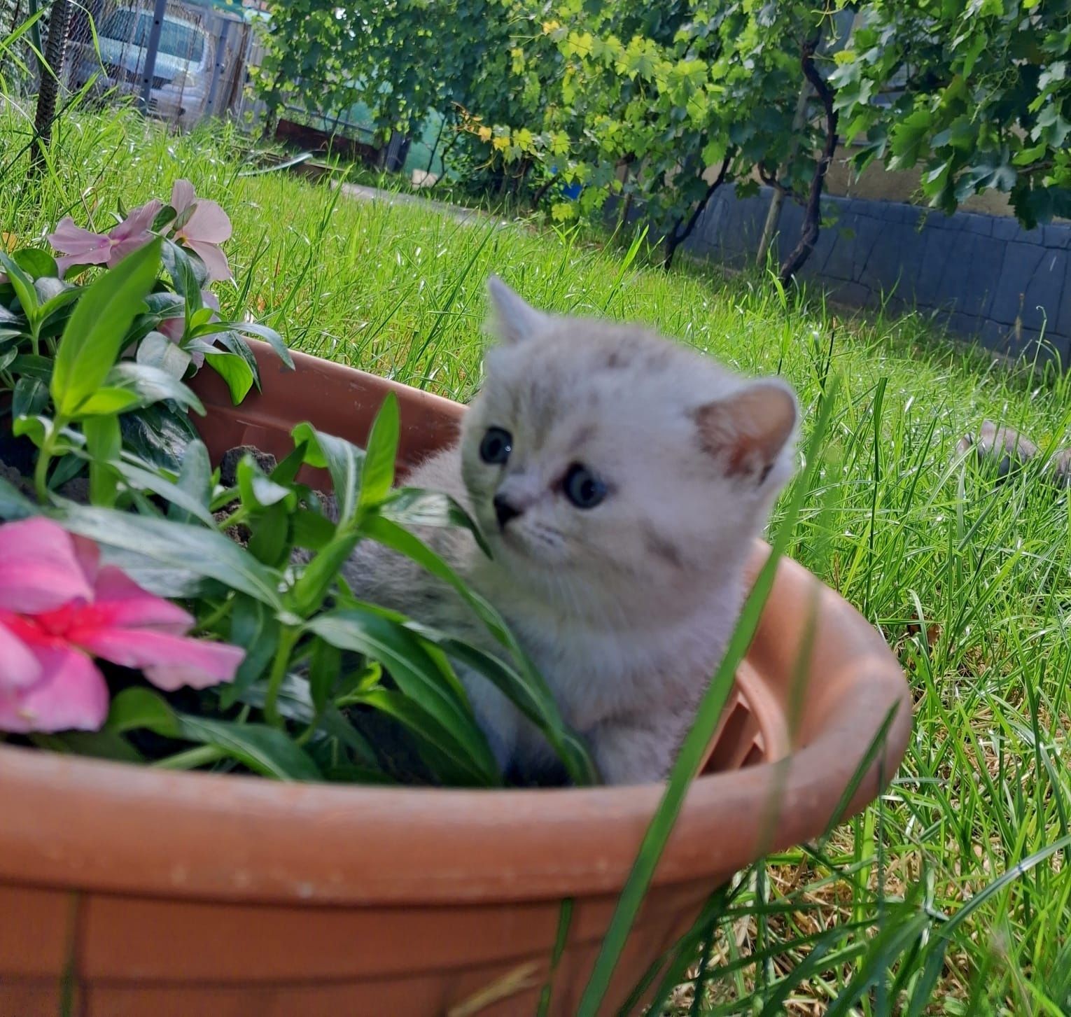 British silver tabby.