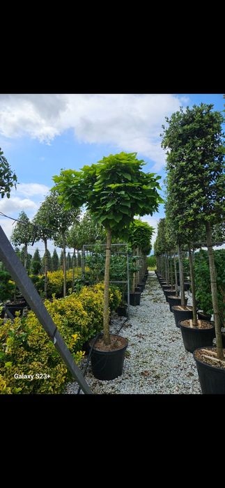 Vând catalpa de mai multe dimensiuni