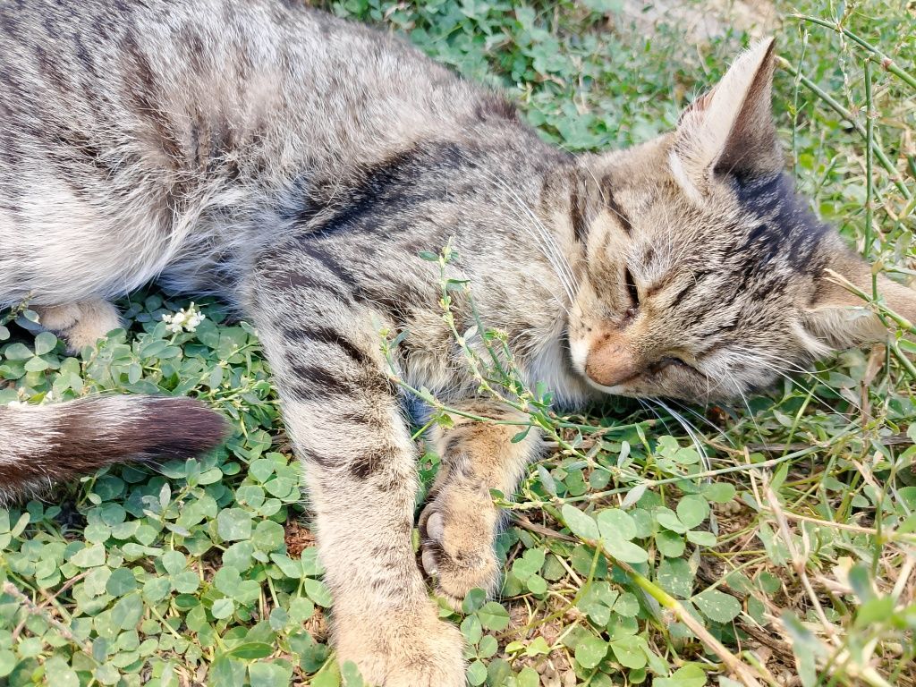 Подарявам коте ,сиво