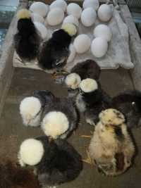 Цыплята, Яйца, Куры декоративных Голландских кур