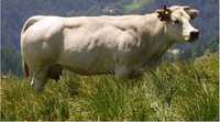 Vaca Piemontese Carne sau Prasila