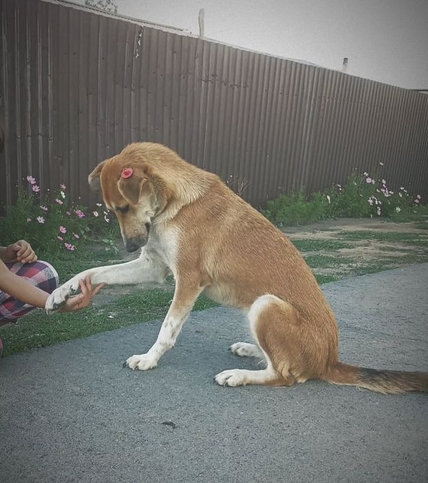 Черси ждёт свою семью