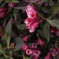 Weigela Florida .