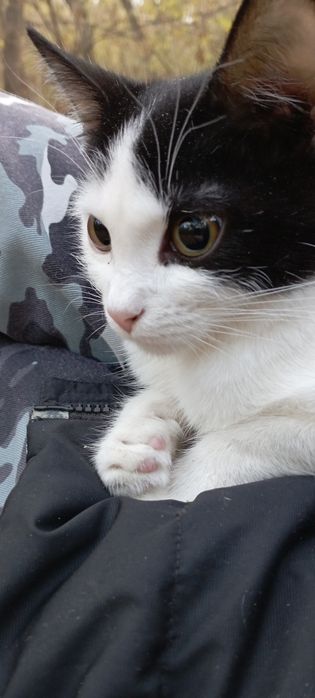 Срочно отдам котенка, кошечку. В добрые руки.