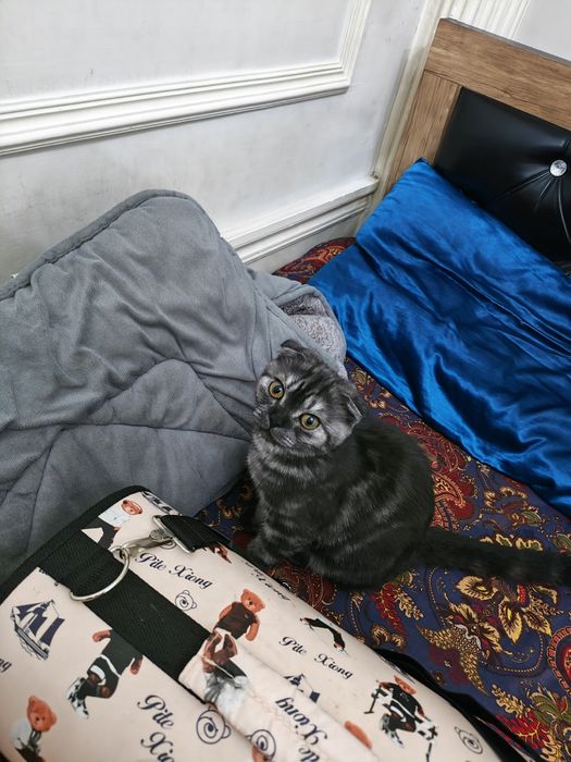 Scotish Fold 6 oylik