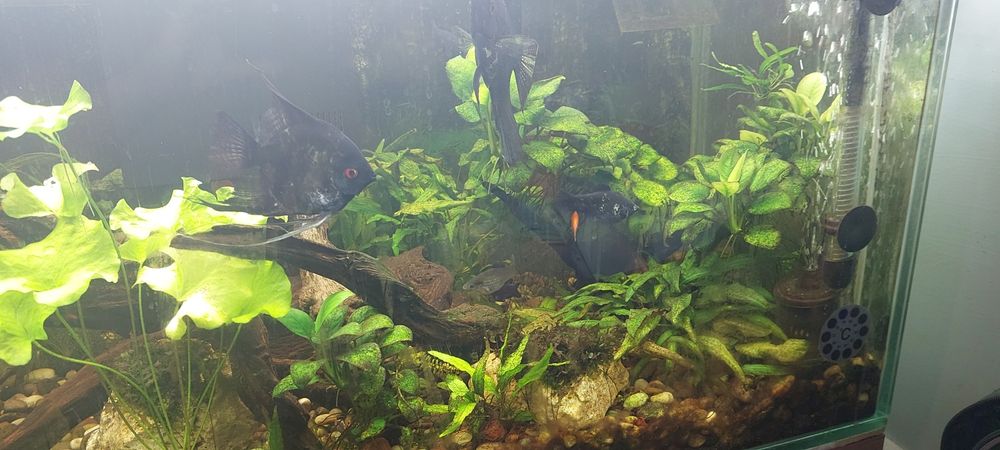 Akvarium 200 litr.