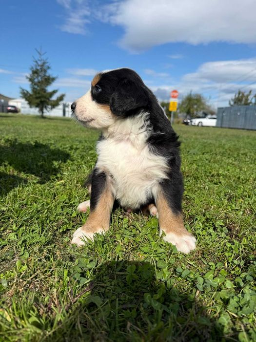 Pui Ciobanesc De Berna, Baiat, Cu Pedigree, De Vanzare
