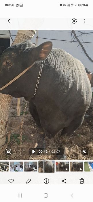 тоза зотли абердин ангус бука сотилади,емланган яхши караб