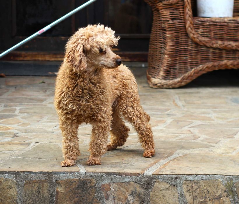 Мини мини пудел - той пудел бебета сродословни родители