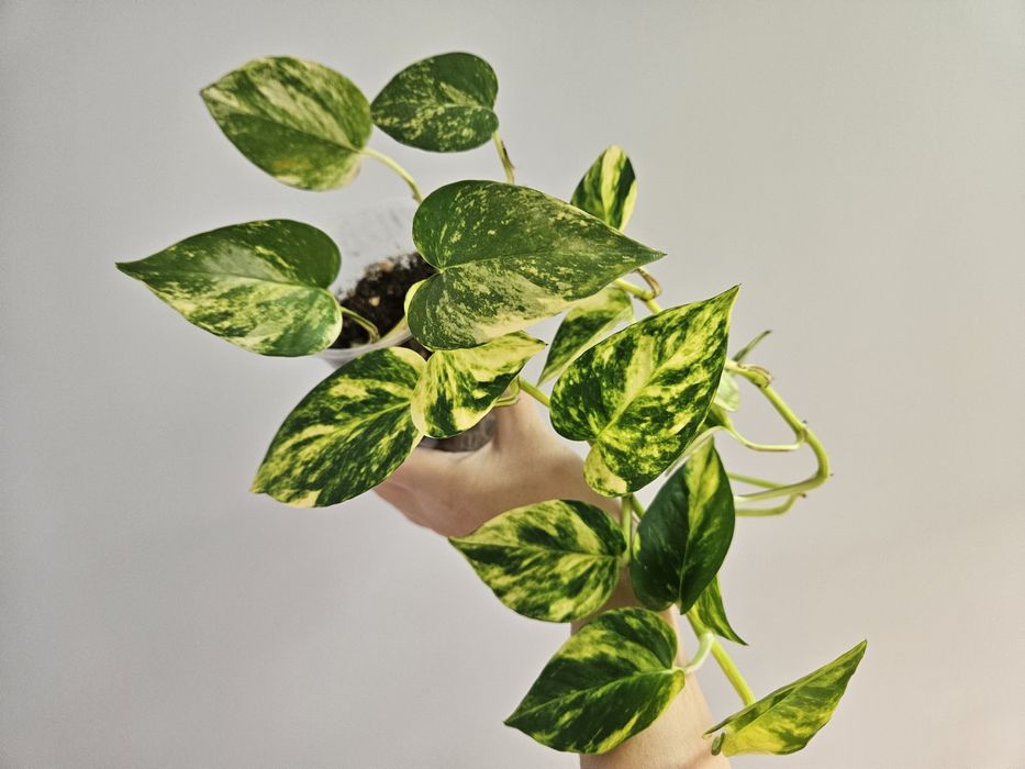 Сциндапсус золотистый