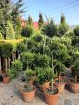 plante ornamentale amenajări gradini