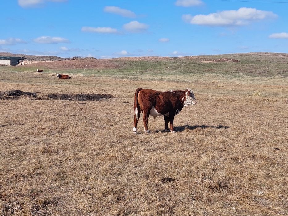 Продаются упитанные бычки