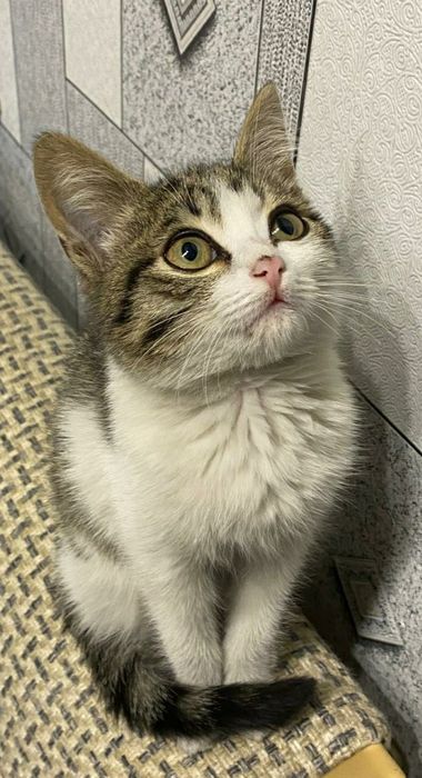 Отдам в добрые руки