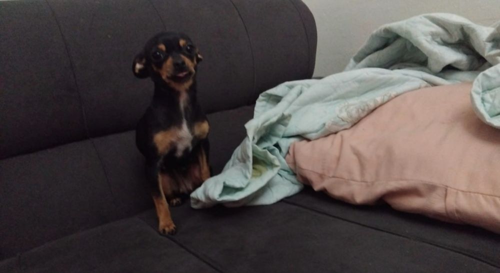 Продажа животных