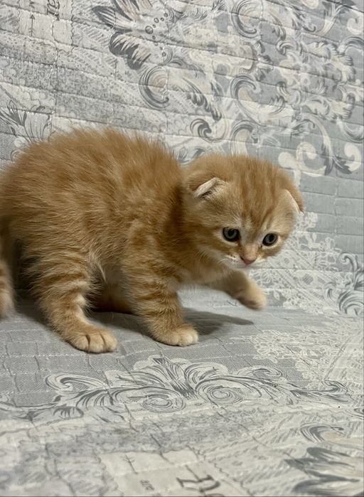 Шотланский Скоттиш Фолд!