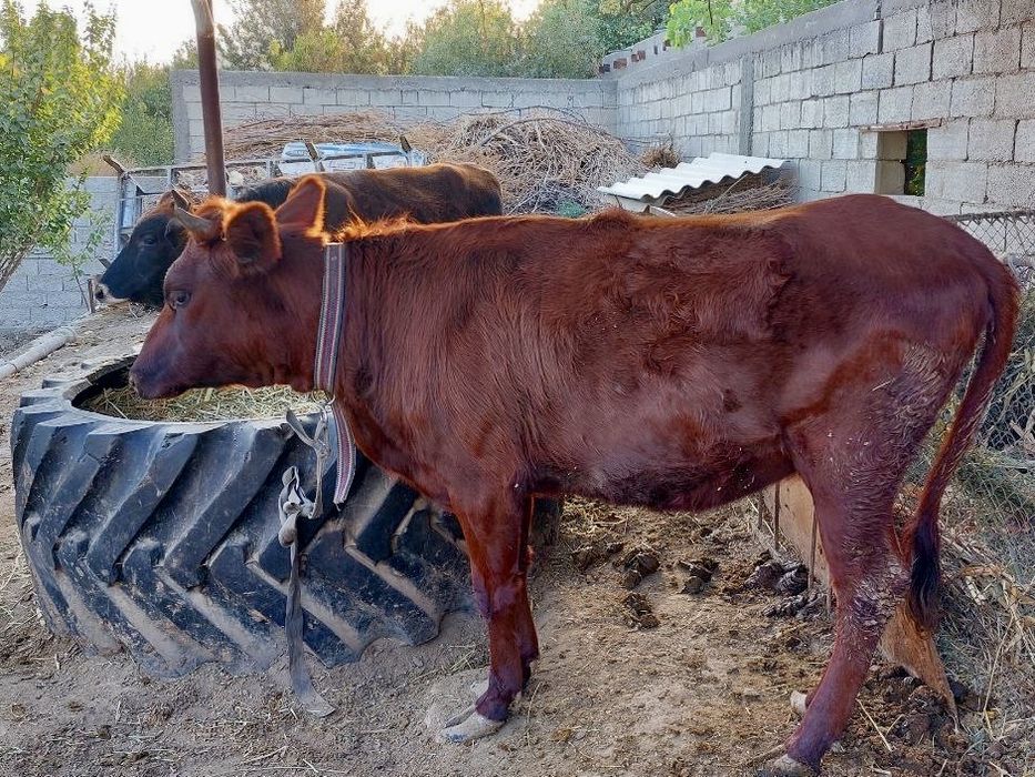 Бука билан гуножин бокилган