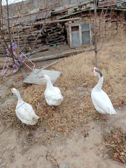 Қаз сатылады мкр достық