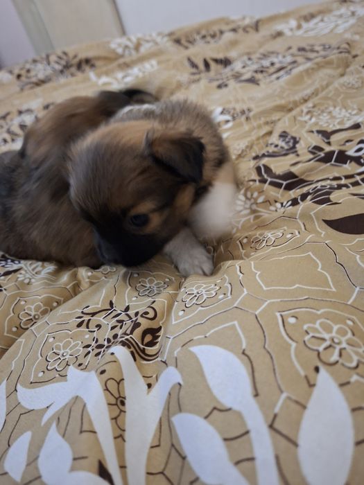 Две момичета пекинез 100 лв