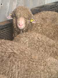 Berbeci merinos de palas