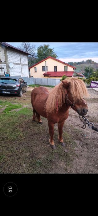 Vând ponei armăsar de 7 ani