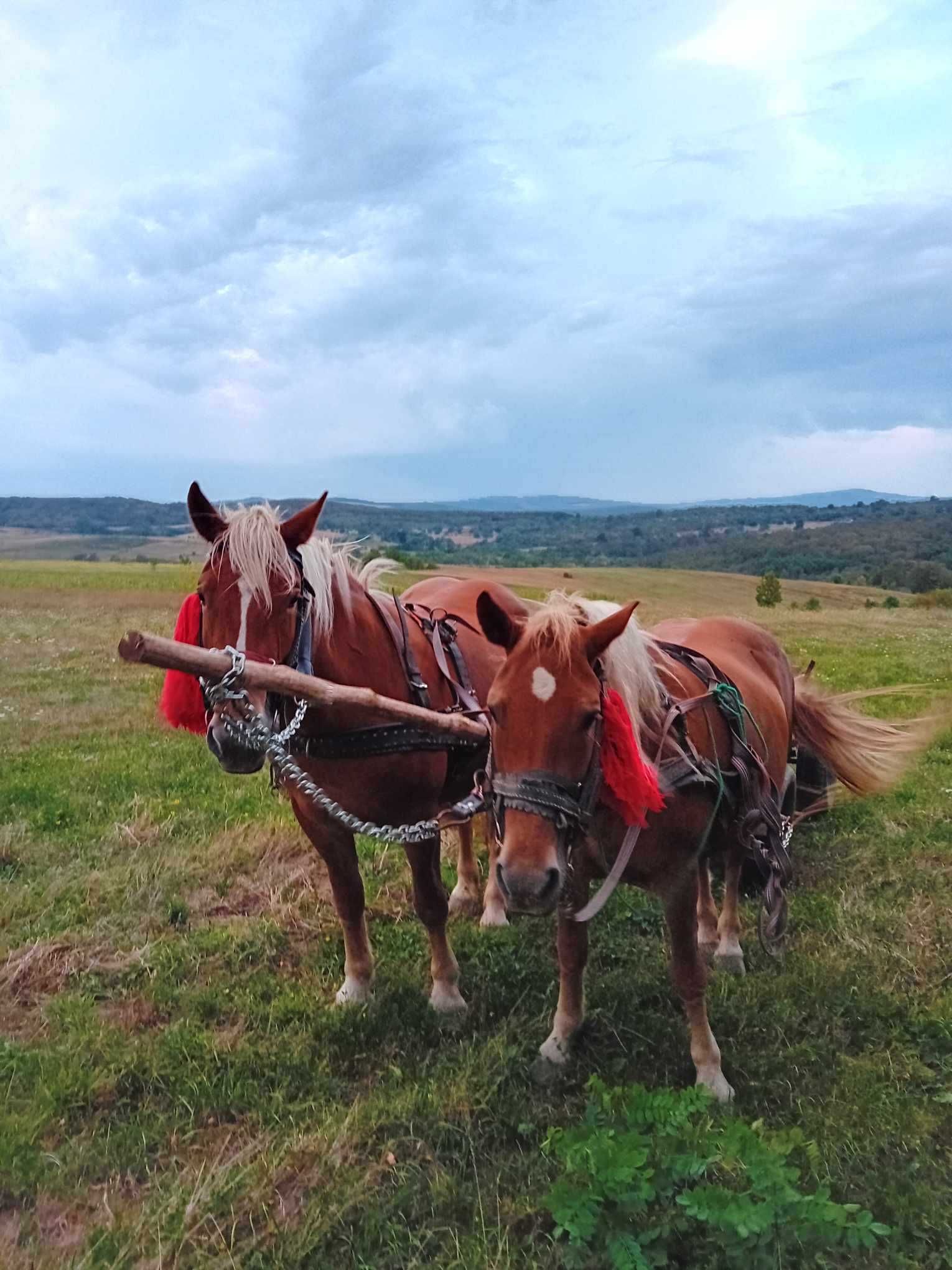 Vand iapa si manza