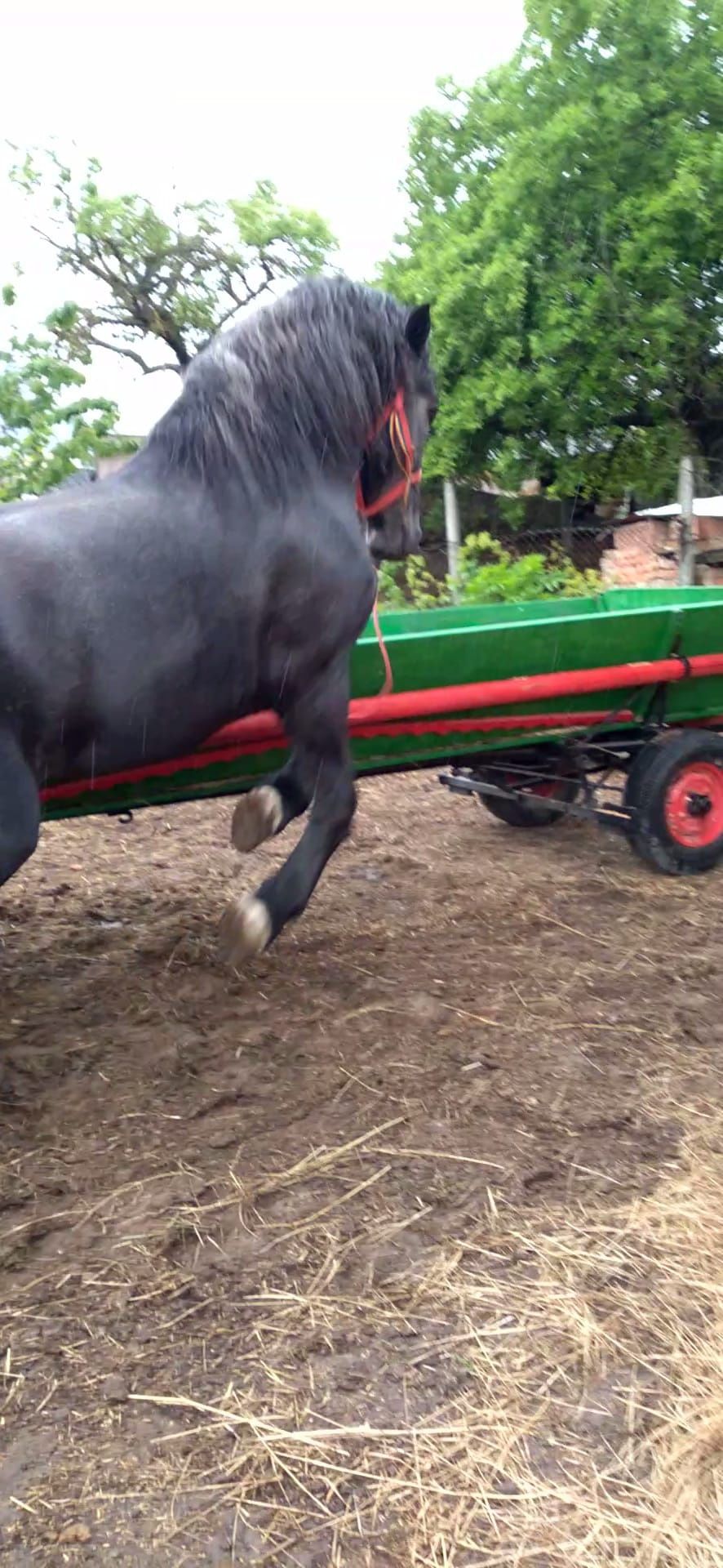Armasar percheron pentru monta