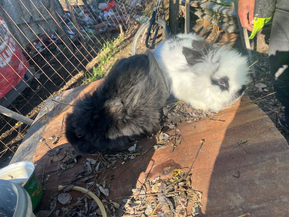 Iepurii de vânzare , sunt pereche