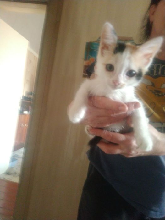 Котенок в хорошие руки