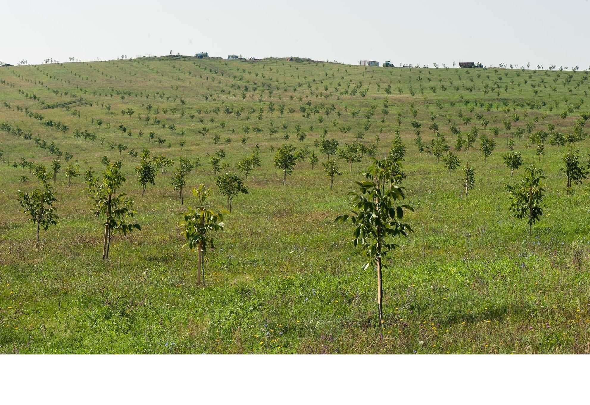 Infiintam plantatii Nuci diverse soiuri.ALuni/Aronia/subventii stat.